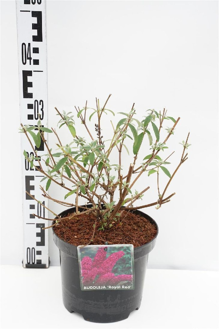 Budlėja Davido (Lot Buddleja d.) 'Royal Red' C3/P19 30-40 CM-BUDLĖJOS-KRŪMAI