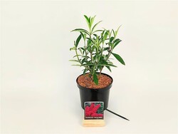 Budlėja Davido (Lot Buddleja d.) 'Royal Red' C3/P19 30-40 CM - nuotrauka 2