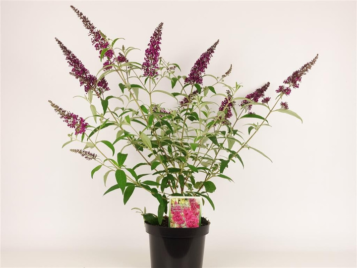 Budlėja Davido (Lot Buddleja d.) 'Sugar Plum' C3/P19 30-40 CM-BUDLĖJOS-KRŪMAI