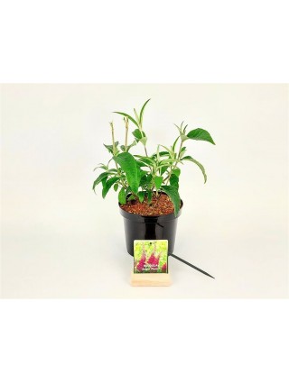 Budlėja Davido (Lot Buddleja d.) 'Sugar Plum' C3/P19 30-40 CM-BUDLĖJOS-KRŪMAI