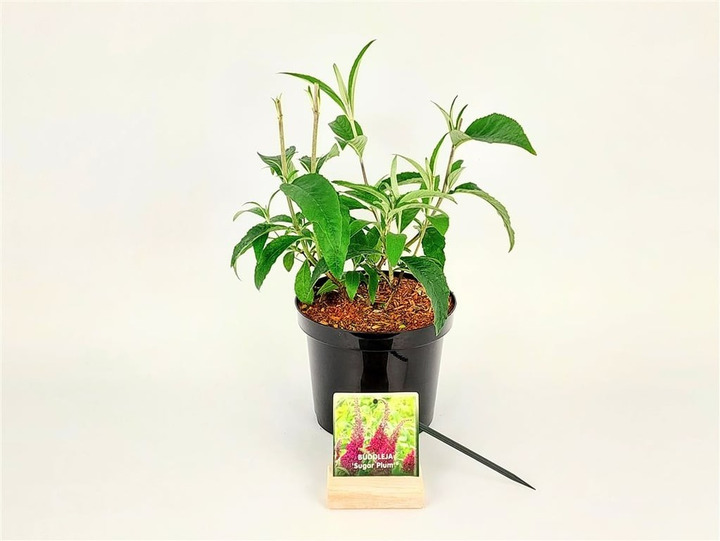Budlėja Davido (Lot Buddleja d.) 'Sugar Plum' C3/P19 30-40 CM-BUDLĖJOS-KRŪMAI