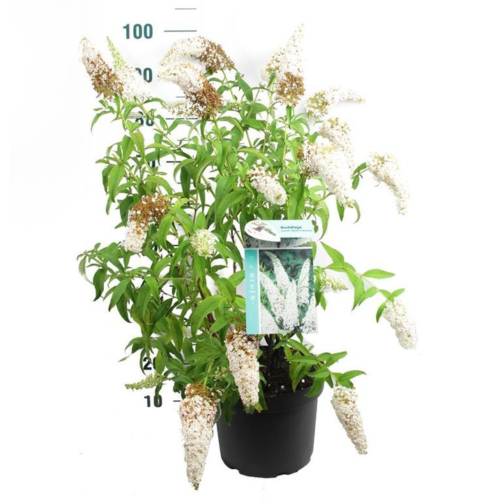 Budlėja Davido (Lot Buddleja d.) 'White Profusion' C10 80-100 CM-BUDLĖJOS-KRŪMAI