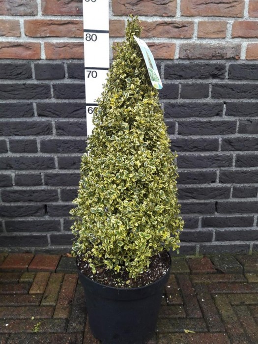 Buksmedis paprastasis (Lot Buxus sem.) 'Elegans' 50-60 CM C7,5/P26-BUKSMEDŽIAI-KRŪMAI