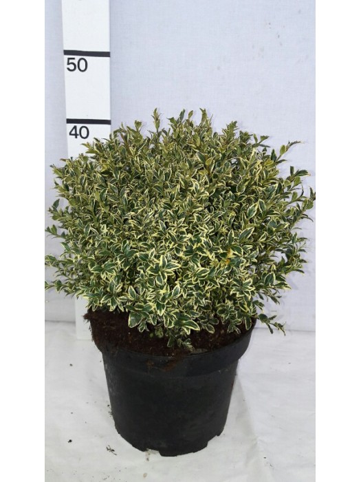 Buksmedis paprastasis (Lot Buxus sem.) 'Elegans' 30 CM RUTULYS C5/P23-BUKSMEDŽIAI-KRŪMAI