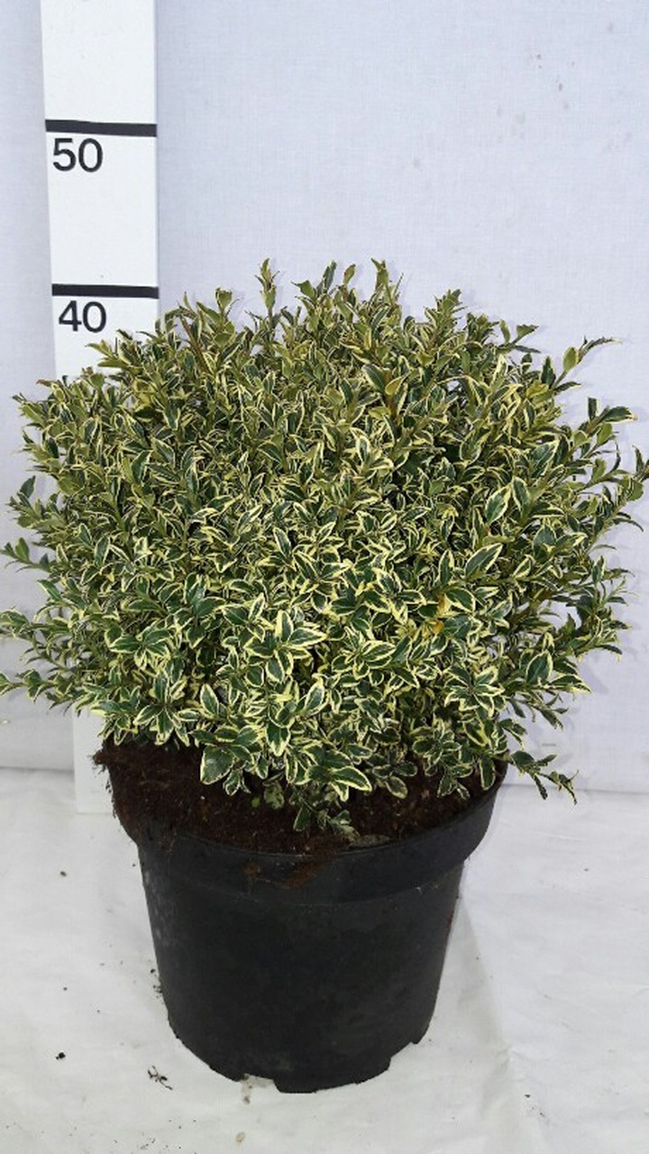 Buksmedis paprastasis (Lot Buxus sem.) 'Elegans' 30 CM RUTULYS C5/P23-BUKSMEDŽIAI-KRŪMAI