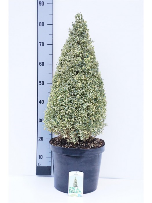 Buksmedis paprastasis (Lot Buxus sem.) 'Elegans' 60-70 CM KŪGIS C10-BUKSMEDŽIAI-KRŪMAI