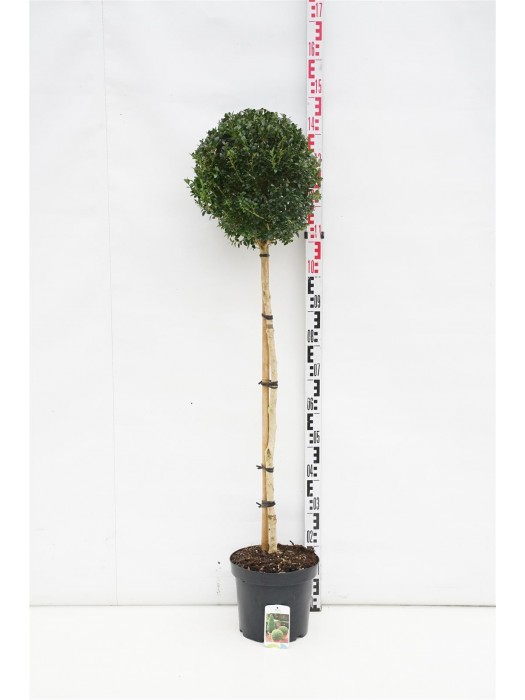 Buksmedis paprastasis (Lot Buxus sempervirens) C7,5/P26 KOTAS 90 CM-BUKSMEDŽIAI-KRŪMAI