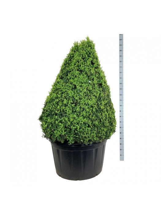 Buksmedis paprastasis (Lot Buxus sempervirens) C285 KŪGIS 125-150 CM-BUKSMEDŽIAI-KRŪMAI