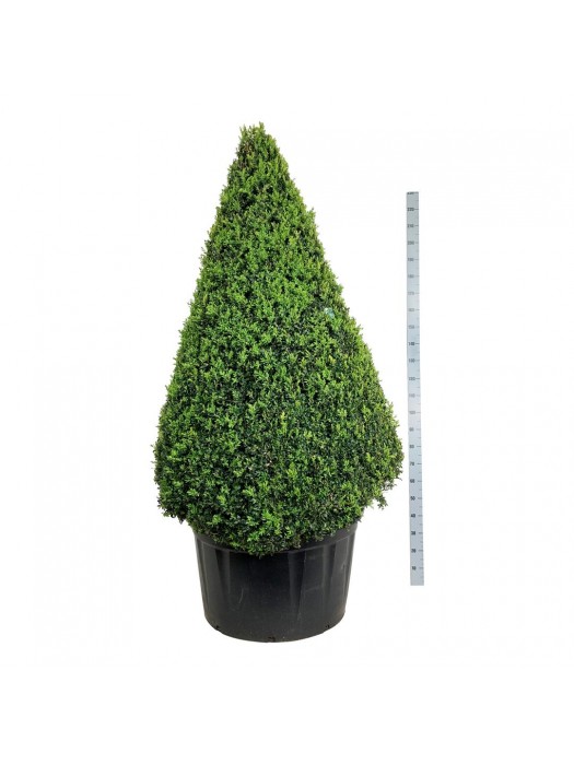 Buksmedis paprastasis (Lot Buxus sempervirens) C290 KŪGIS 175-200 CM-BUKSMEDŽIAI-KRŪMAI