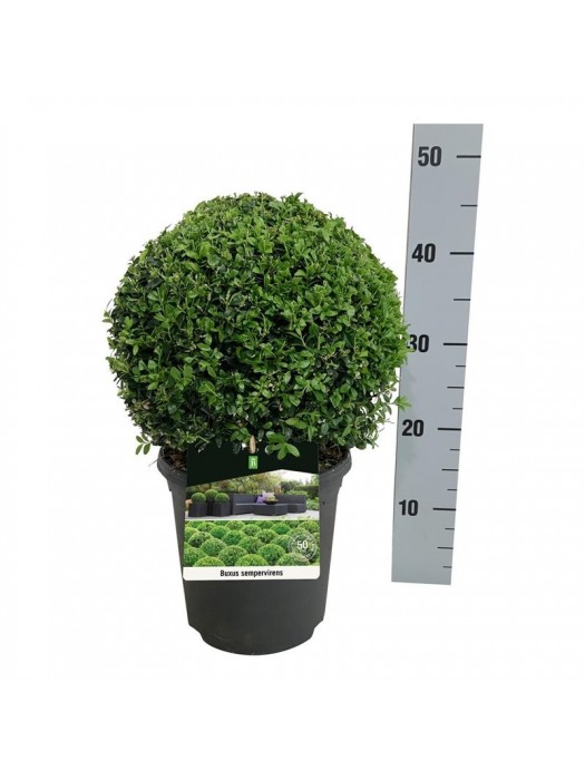 Buksmedis paprastasis (Lot Buxus sempervirens) 25 CM RUTULYS C4/P21-BUKSMEDŽIAI-KRŪMAI