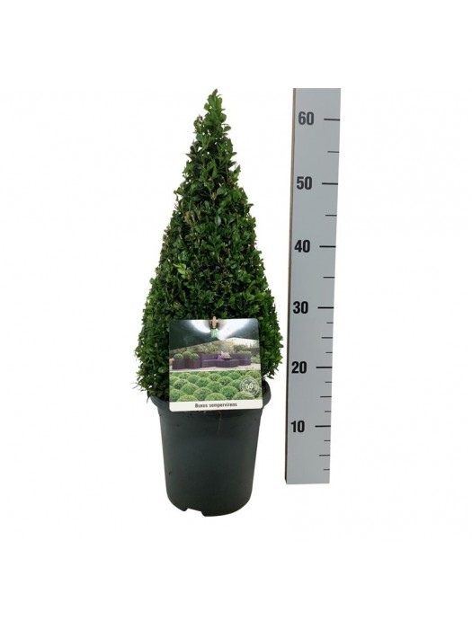 Buksmedis paprastasis (Lot Buxus sempervirens) 40-50 C4/P21-BUKSMEDŽIAI-KRŪMAI