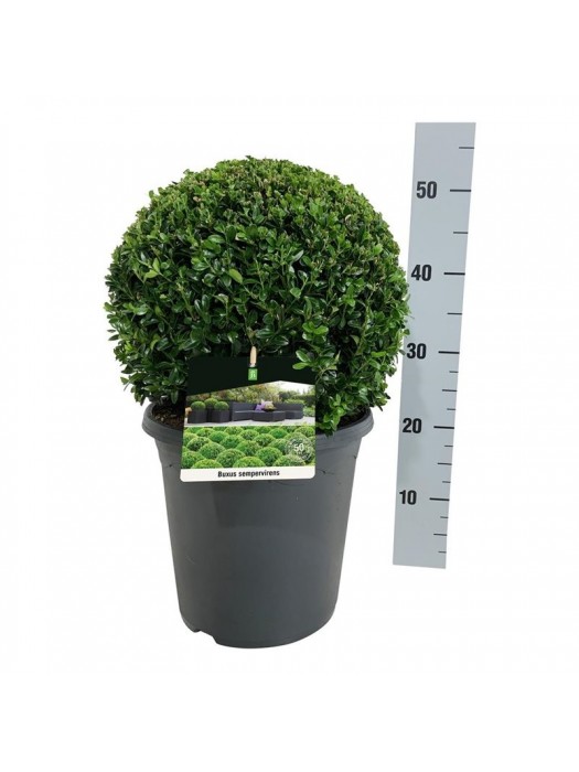 Buksmedis paprastasis (Lot Buxus sempervirens) 30-35 RUTULYS C7,5/P26-BUKSMEDŽIAI-KRŪMAI