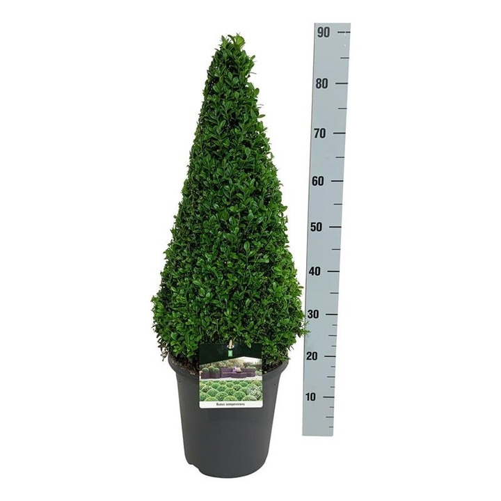 Buksmedis paprastasis (Lot Buxus sempervirens) 60+ C7,5/P26 A-BUKSMEDŽIAI-KRŪMAI