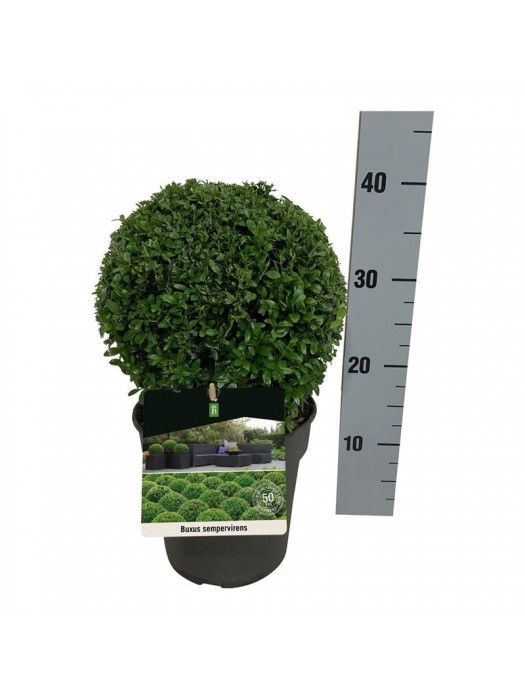 Buksmedis paprastasis (Lot Buxus sempervirens) 20-25 RUTULYS C3/P19-BUKSMEDŽIAI-KRŪMAI