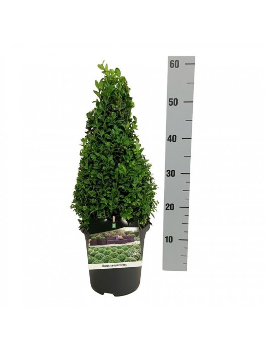 Buksmedis paprastasis (Lot Buxus sempervirens) 30-40 C3/P19-BUKSMEDŽIAI-KRŪMAI
