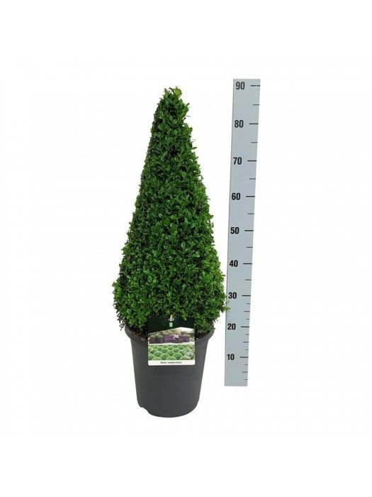 Buksmedis paprastasis (Lot Buxus sempervirens) 60-70 C7,5/P26-BUKSMEDŽIAI-KRŪMAI