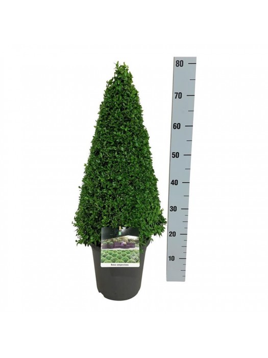 Buksmedis paprastasis (Lot Buxus sempervirens) 50-60 C5/P23-BUKSMEDŽIAI-KRŪMAI