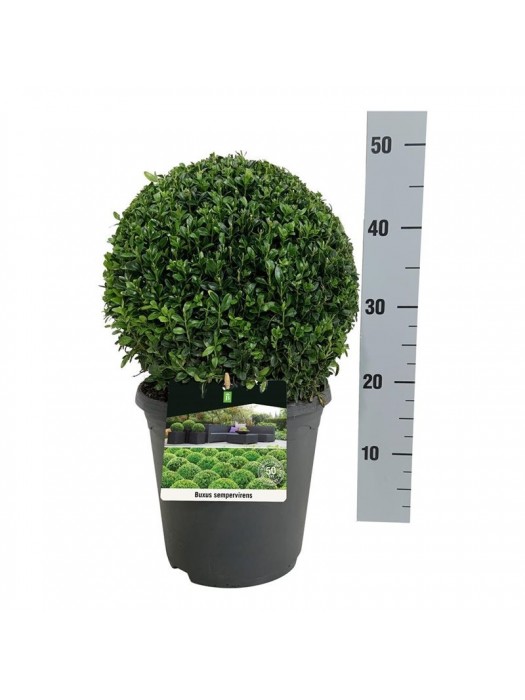 Buksmedis paprastasis (Lot Buxus sempervirens) 30 CM RUTULYS C5/P23-BUKSMEDŽIAI-KRŪMAI