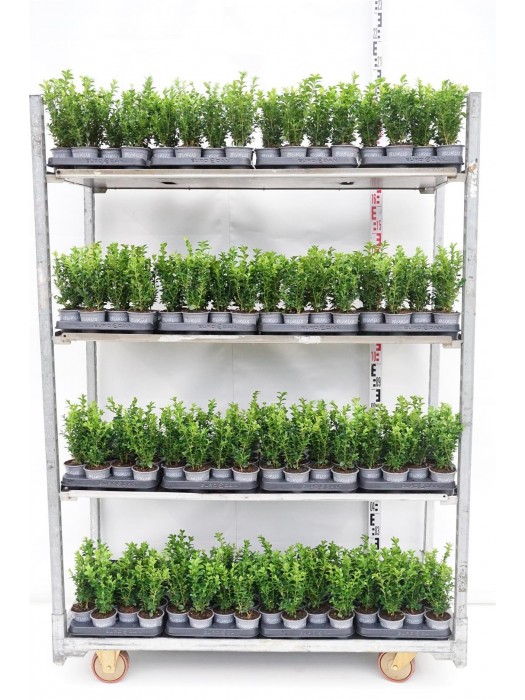 Buksmedis paprastasis (Lot Buxus sempervirens) P9 1 CM-BUKSMEDŽIAI-KRŪMAI
