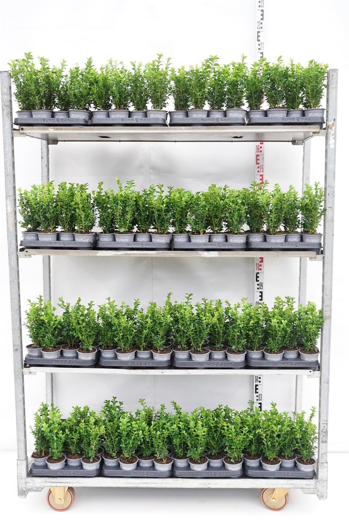 Buksmedis paprastasis (Lot Buxus sempervirens) P9 1 CM-BUKSMEDŽIAI-KRŪMAI