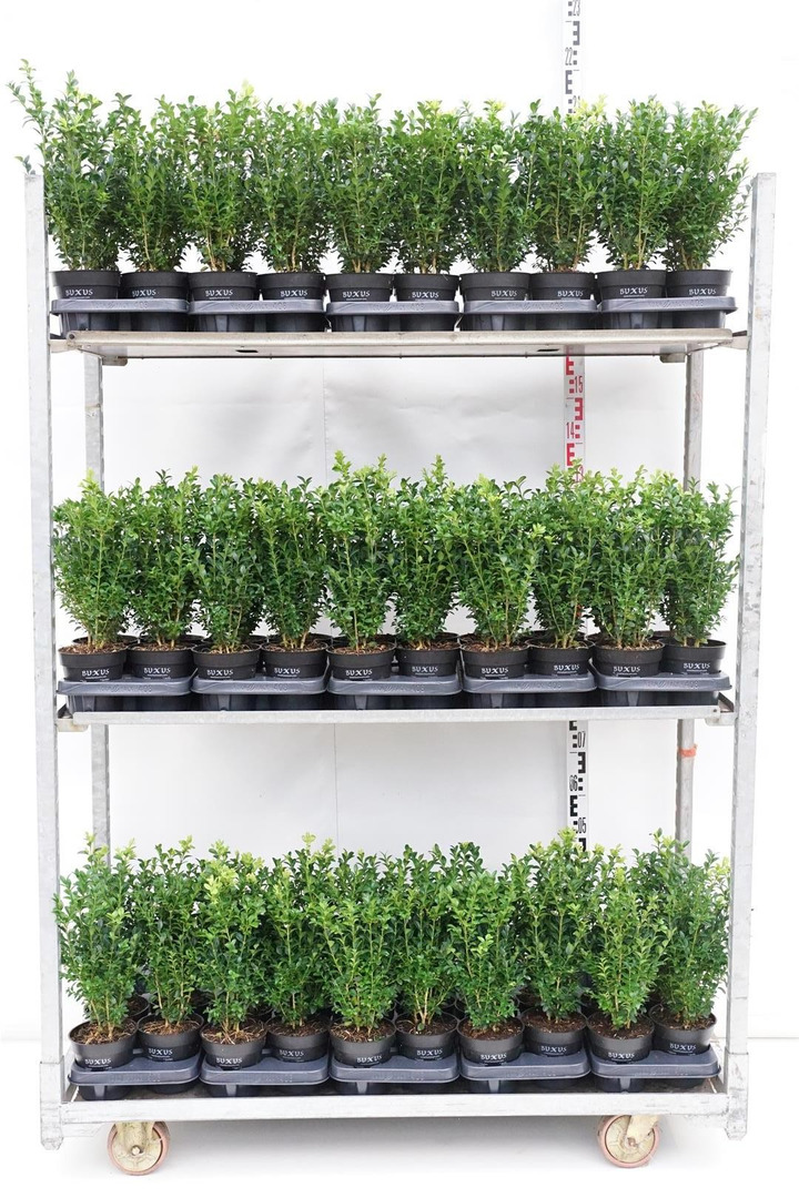 Buksmedis paprastasis (Lot Buxus sempervirens) C1/P13 25-30 CM-BUKSMEDŽIAI-KRŪMAI