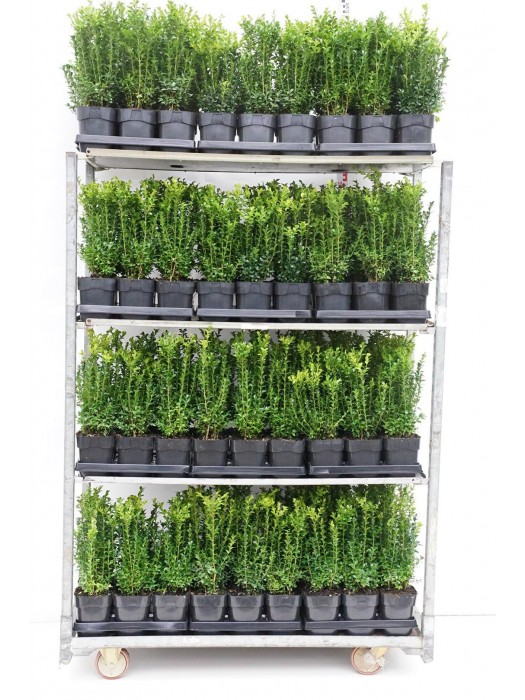 Buksmedis paprastasis (Lot Buxus sempervirens) C1,5/P14 30-40 CM-BUKSMEDŽIAI-KRŪMAI