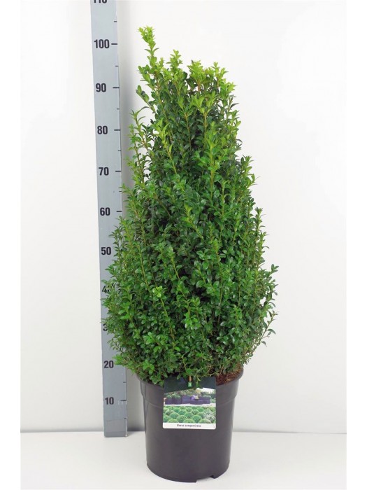 Buksmedis paprastasis (Lot Buxus sempervirens) C10 60-80 CM-BUKSMEDŽIAI-KRŪMAI