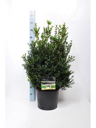 Buksmedis paprastasis (Lot Buxus sempervirens) C10 60-80 CM-BUKSMEDŽIAI-KRŪMAI