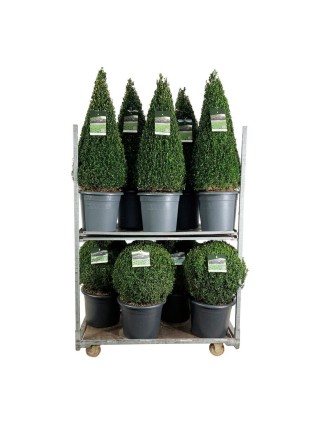 Buksmedis paprastasis (Lot Buxus sempervirens) MIX: 4x Ball 50-55 CM C26 + 5x Pyramid 90-100 CM C17-BUKSMEDŽIAI-KRŪMAI