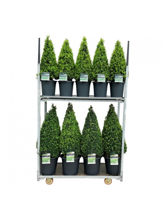 Buksmedis paprastasis (Lot Buxus sempervirens) MIX: 10x Pyramid 60-70 CM C7,5/P26 & 7x Pyramid 80-90 CM