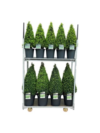 Buksmedis paprastasis (Lot Buxus sempervirens) MIX: 10x Pyramid 60-70 CM C7,5/P26 & 7x Pyramid 80-90 CM