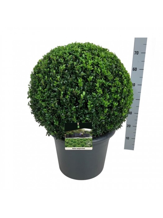 Buksmedis paprastasis (Lot Buxus sempervirens) 50-55 RUTULYS C26-BUKSMEDŽIAI-KRŪMAI