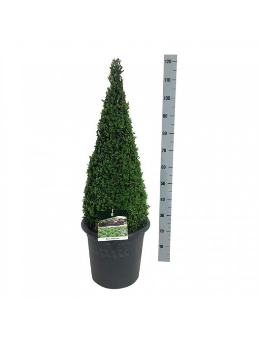 Buksmedis paprastasis (Lot Buxus sempervirens) 80-90 C15 DECO-BUKSMEDŽIAI-KRŪMAI