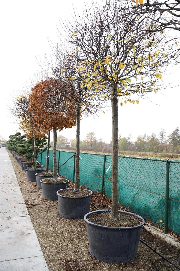 Skroblas paprastasis (Lot Carpinus betulus) C285 KOTAS 200 CM-SKROBLAI-MEDŽIAI