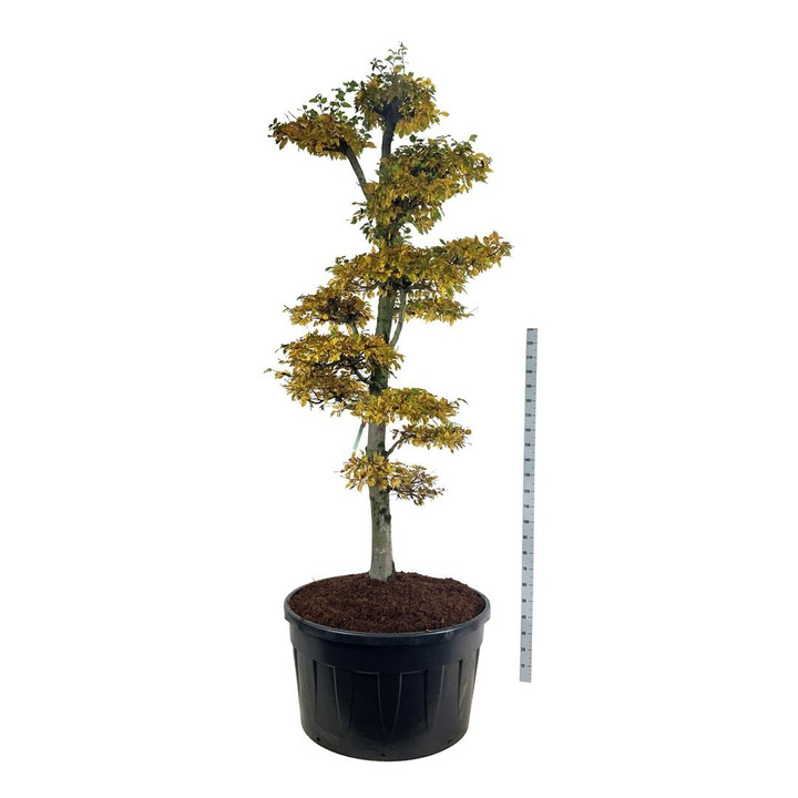 Skroblas paprastasis (Lot Carpinus betulus) BONSAI 250-300 C285-SKROBLAI-MEDŽIAI