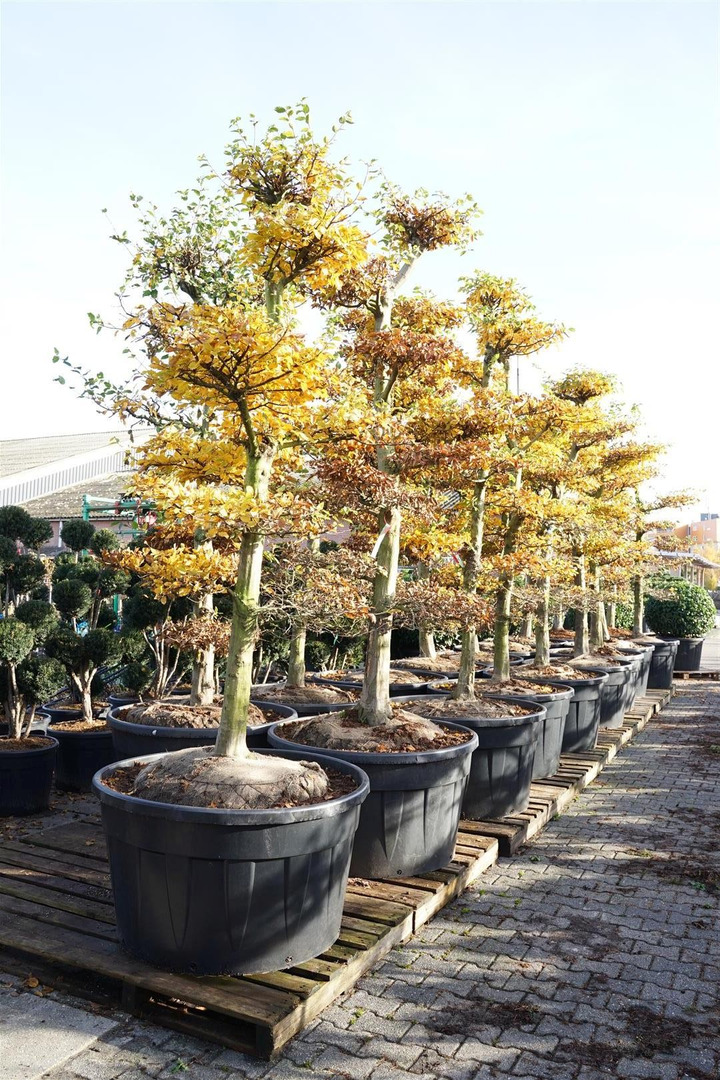 Skroblas paprastasis (Lot Carpinus betulus) BONSAI 250-300 C285-SKROBLAI-MEDŽIAI