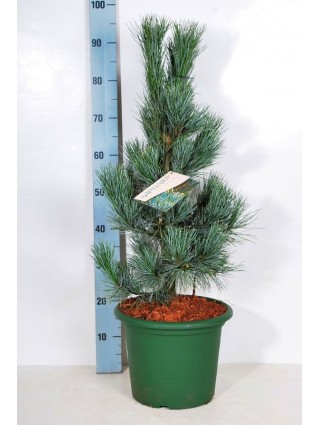 Kedrinė pušis (Lot Pinus cembra) 'Glauca' C10 50-60 CM-PUŠYS-SPYGLIUOČIAI