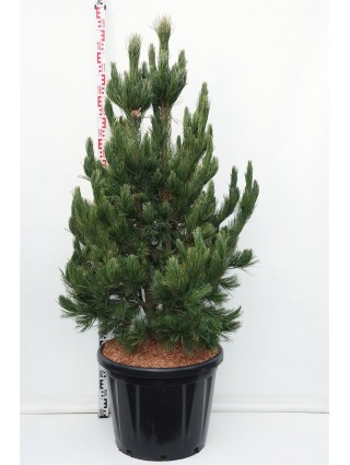 Kedrinė pušis (Lot Pinus cembra) 'Glauca' C80 150-175 CM-PUŠYS-SPYGLIUOČIAI