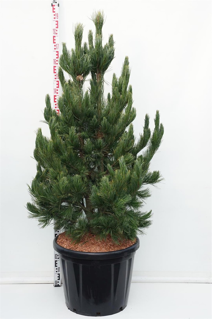 Kedrinė pušis (Lot Pinus cembra) 'Glauca' C80 150-175 CM-PUŠYS-SPYGLIUOČIAI