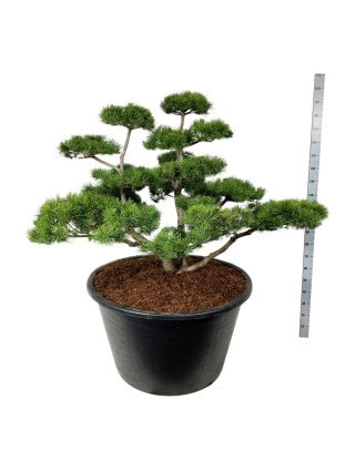 Pušis suktaspygle (Lot Pinus contorta) BONSAI 100-125 C180-PUŠYS-SPYGLIUOČIAI