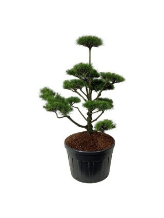 Pušis suktaspygle (Lot Pinus contorta) BONSAI 125-150 C18-PUŠYS-SPYGLIUOČIAI