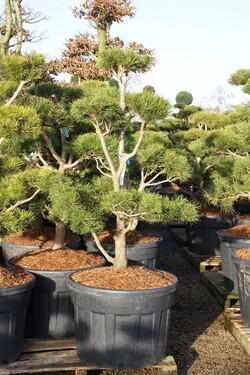 Pušis suktaspygle (Lot Pinus contorta)  BONSAI 125-150 C18 - nuotrauka 2
