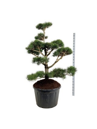 Pušis suktaspygle (Lot Pinus contorta) BONSAI 150-175 C230-PUŠYS-SPYGLIUOČIAI