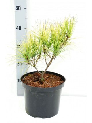 Pušis gausiažiedė (Lot Pinus dens.) 'Aurea' C5/P23 25-30 CM-PUŠYS-SPYGLIUOČIAI