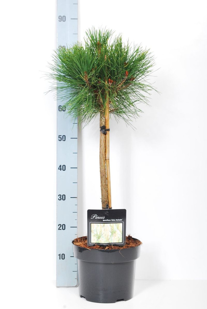 Pušis gausiažiedė (Lot Pinus dens.) 'Alice Verkade' C5/P23 KOTAS 40 CM-PUŠYS-SPYGLIUOČIAI