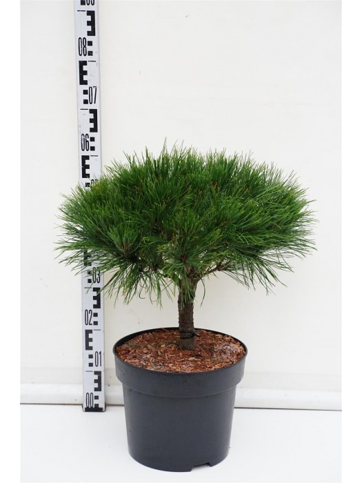 Pušis gausiažiedė (Lot Pinus dens.) 'Alice Verkade' C10 40-50 CM-PUŠYS-SPYGLIUOČIAI