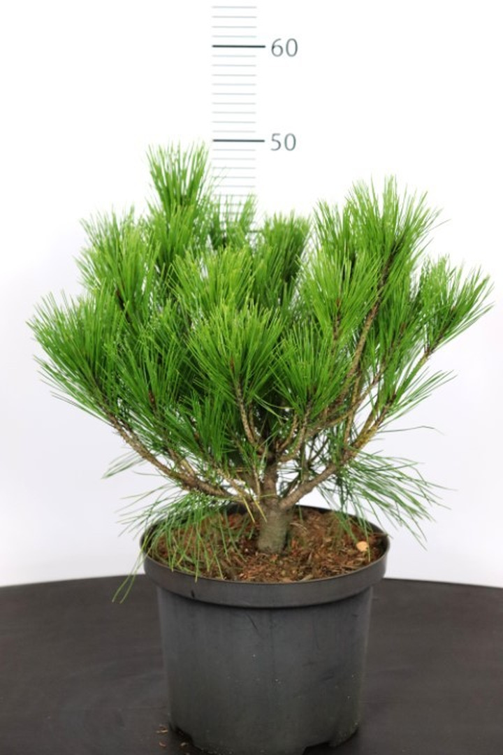 Pušis gausiažiedė (Lot Pinus dens.) 'Alice Verkade' C5/P23 30-35 CM-PUŠYS-SPYGLIUOČIAI