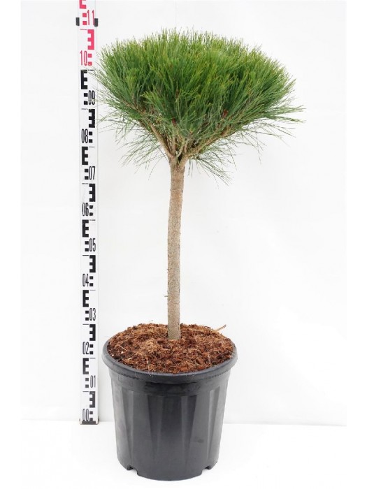 Pušis gausiažiedė (Lot Pinus dens.) 'Alice Verkade' C20 KOTAS 40 CM-PUŠYS-SPYGLIUOČIAI