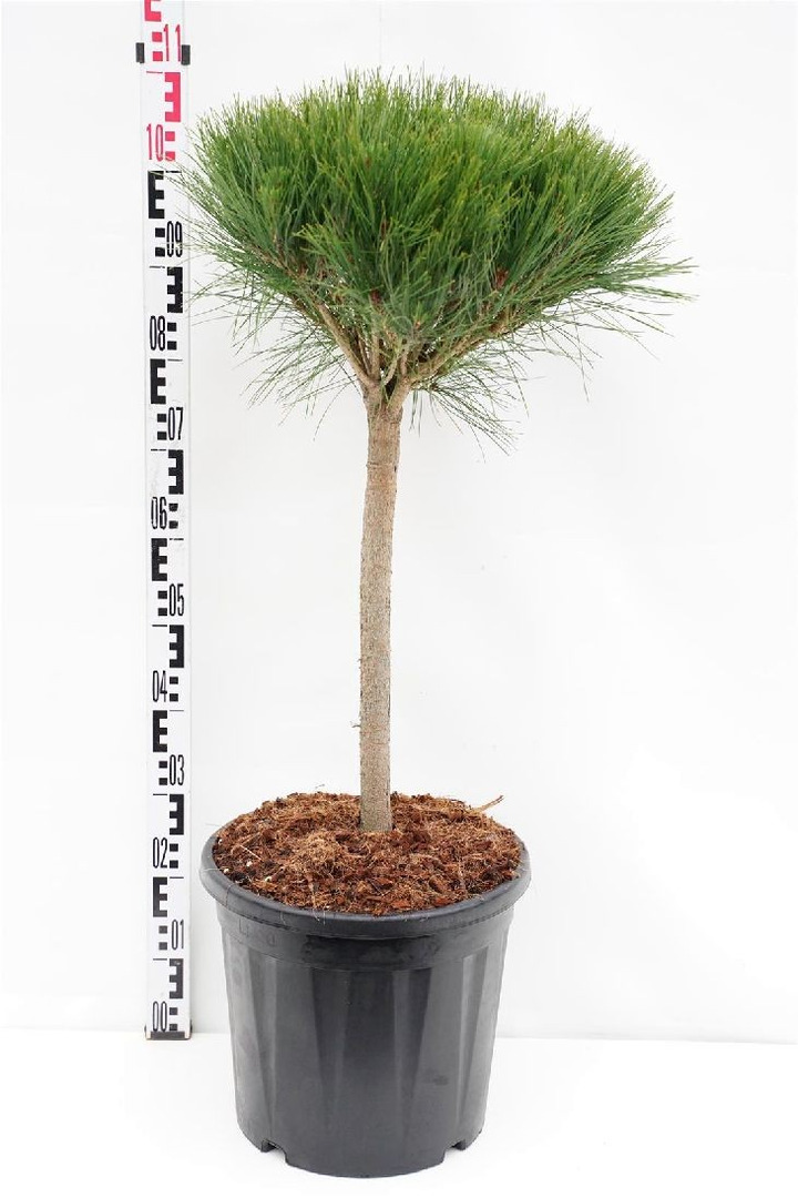 Pušis gausiažiedė (Lot Pinus dens.) 'Alice Verkade' C20 KOTAS 40 CM-PUŠYS-SPYGLIUOČIAI