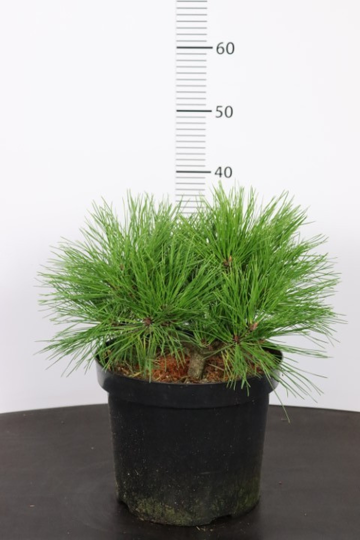 Pušis gausiažiedė (Lot Pinus dens.) 'Benelux' C7,5/P26 35-40 CM-PUŠYS-SPYGLIUOČIAI